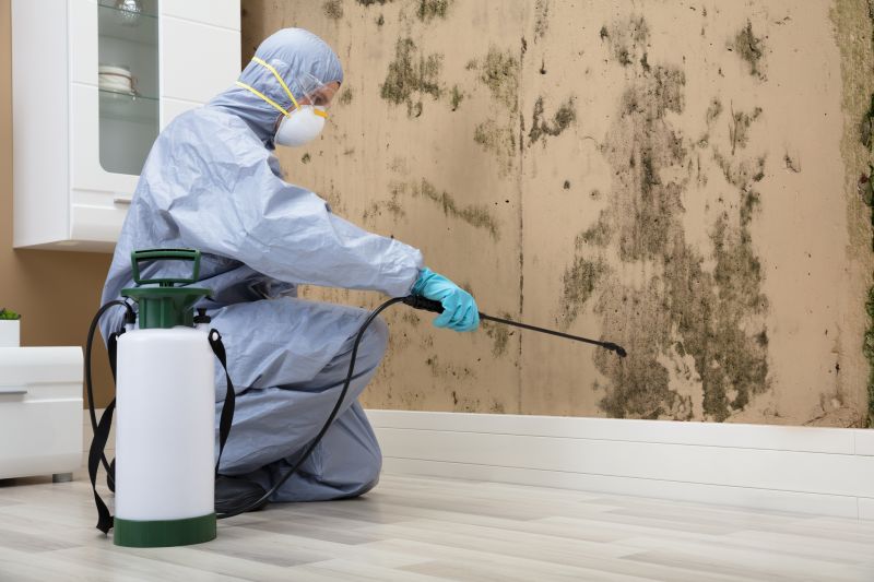 Local Mold Repair Service pros at work