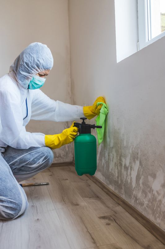 Mold Repair Service