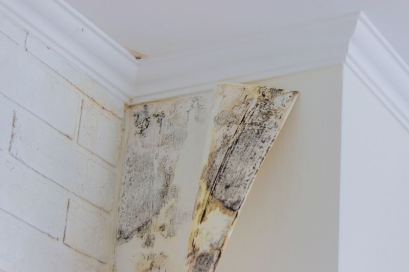 Air Duct Mold Removal in Jupiter, FL