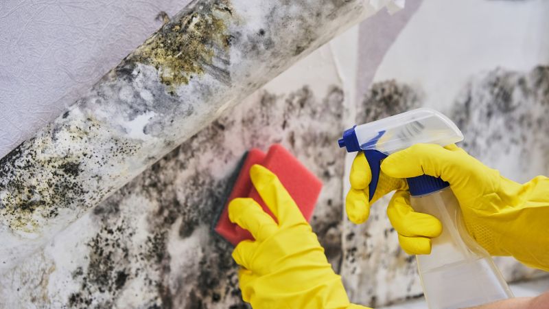 Attic Mold Removal in Bergen County, NJ
