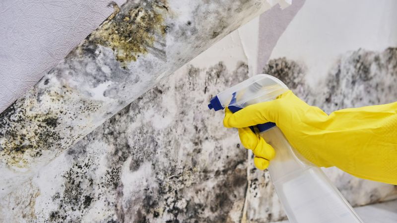 Mold Repair Service detail