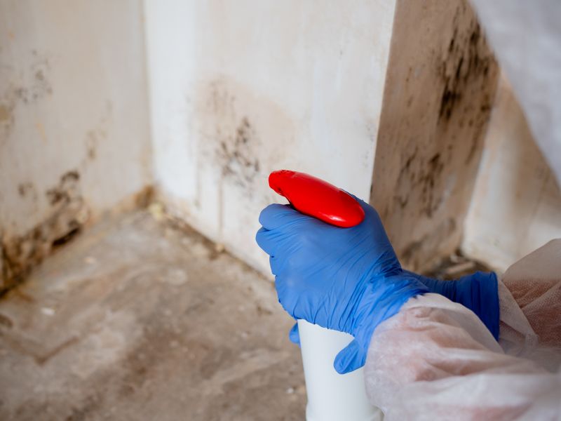Mold Repair Service detail