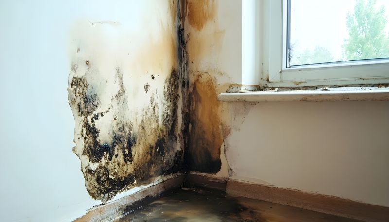 Garage Mold Remediation in Dallas, TX