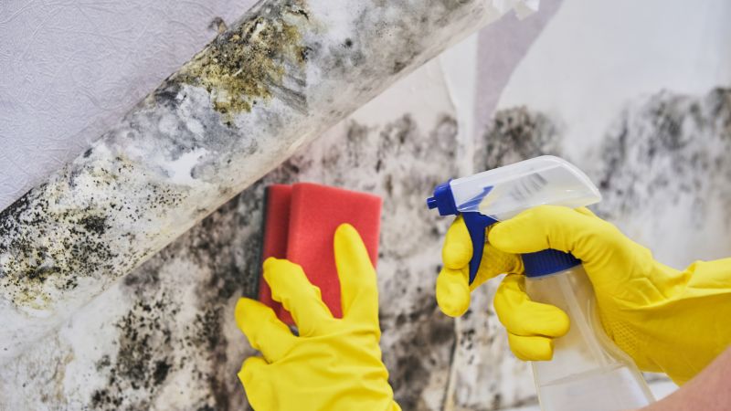Mold Mitigation Service in Dallas, TX